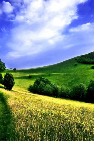 лес, дорога, поле