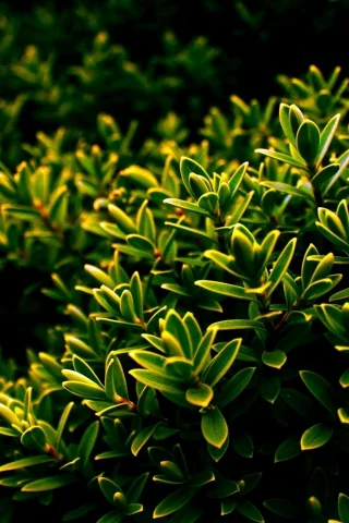 зелень, листья, листочки, природа, nature, куст