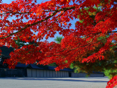 япония, клен, красный, листья