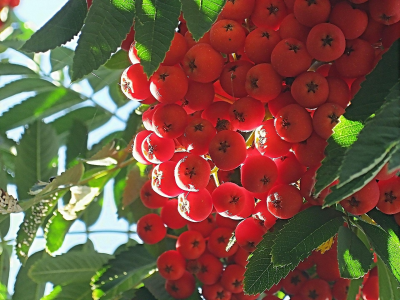 гроздь, ягоды, рябина, осень, красные