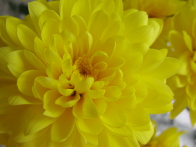хризантемы, желтые, цветок