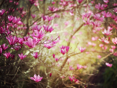 весна, цветы, природа