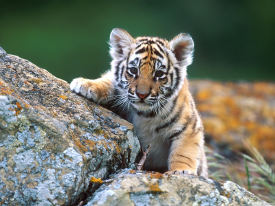 маленький, камни, тигр