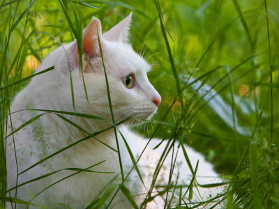 трава, кот, белый
