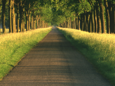 путь, дорога, природа, даль, деревья, красивые обои для рабочего стола, пути, дерево, пейзажи, аллеи, дороги, аллея