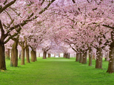 весна, лепестки, розовая, красота, аллея, деревья, цветение