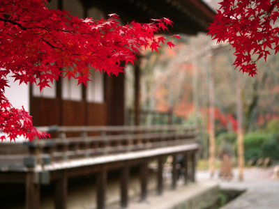 пейзаж, япония, осень, дерево, листья, ветвь