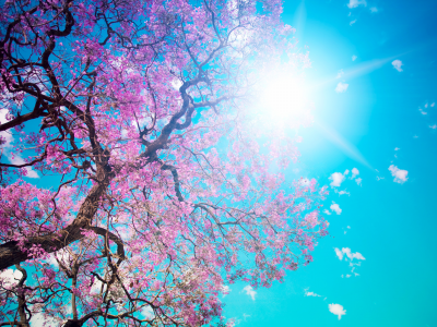 дерево, солнце, голубое, цветение, ослепительное, красота, лепестки, небо, розовые