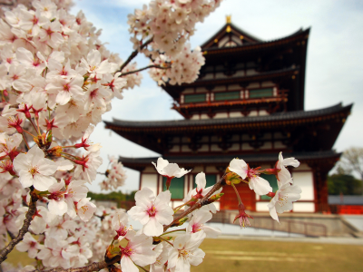 лепестки, дом, природа, цветы, япония, сакура, пагода, ветви