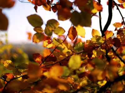 листья, ветки, осень