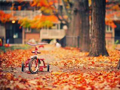 велосипед, листья, осень, деревья