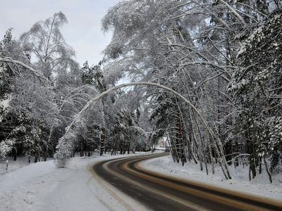 дорога, деревья, зима