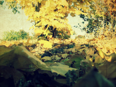 листья, краски, Осень
