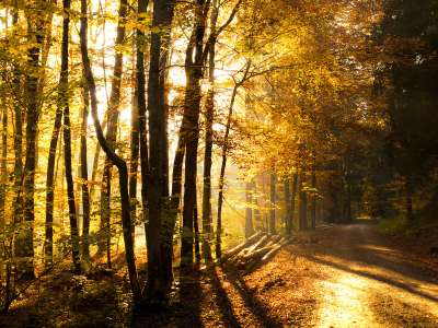 дорога, осень, лес