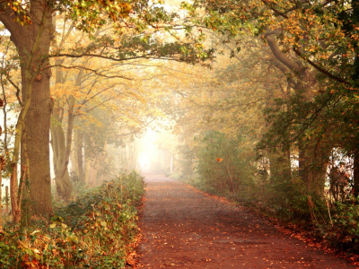 листья, дорога, лес, осень, прогулка, деревья, тропинка, природа