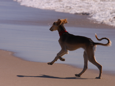 собака, друг, море, бег, пляж