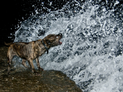 вода, друг, волна, собака