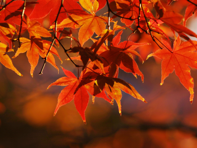 дерево, осень, ветви, ветки, листья, макро, осенние обои, природа, фотографии