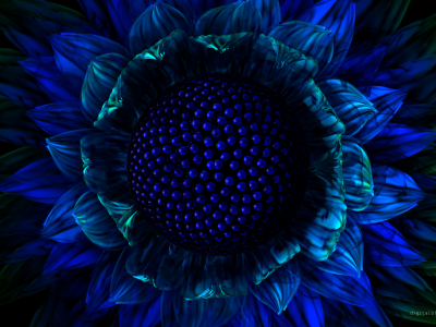 цветок, графика, синий