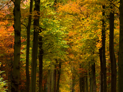 деревья, осенние обои, осень, природа, леса, парки, фото