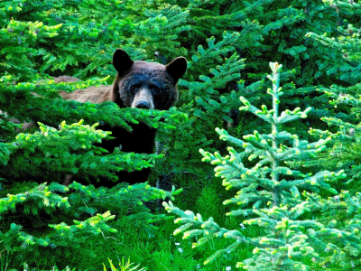 лес, природа, медведь