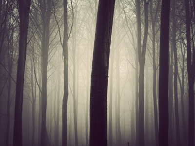 туман, дерево, лес