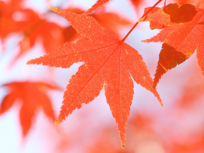 осень, листья, макро, природа, осенние обои