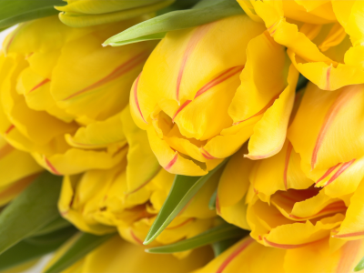 много, желтый, тюльпаны, весенние обои, бутон, цветы