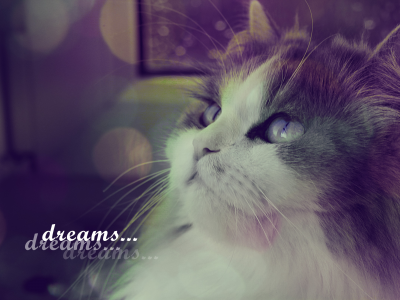 усы, кошка, взгляд, мысли, мечты