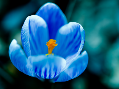 синий, цветок, макро, крокус, голубой