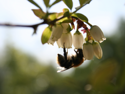 белый, пчела, цветок, лето, насекомое, макро