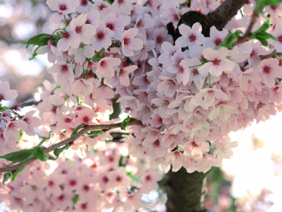 весна, дерево, ветка, сакура, макро, цветы, цветение