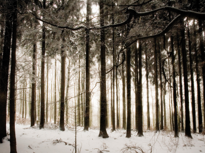 деревья, снег, зима, фото, лес, природа