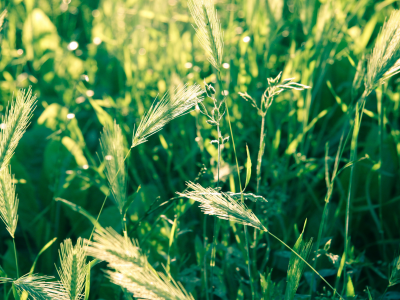 пшеница, трава, поле, природа, фото, колосья, макро, колоски