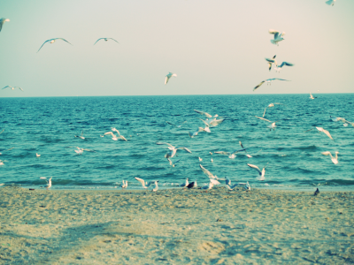 чайки, песок, птицы, крылья небо, Море