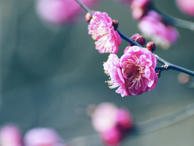 весна, сакура, цветы