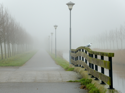 туман, мост, город, птица
