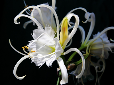 белый, цветок, красивый, просто