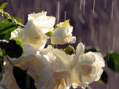 вода, розы, дождь, бутоны, белые, капли, букет