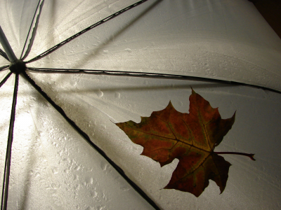 дождь, обои, погода, зонтик, разное, лист