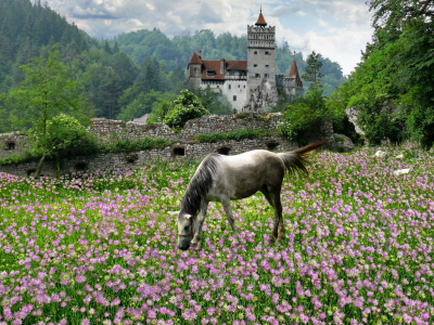конь, поле, замок, пейзаж