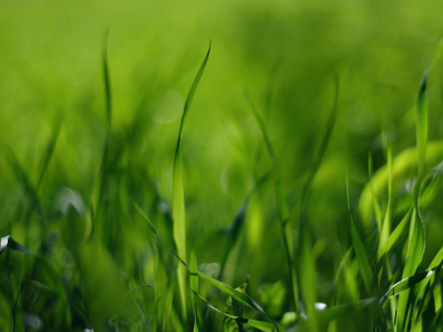 поле, трава, макро обои, стебельки, фото, зелёный