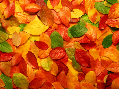 макро осень, природа, листья, фото, обои с природой