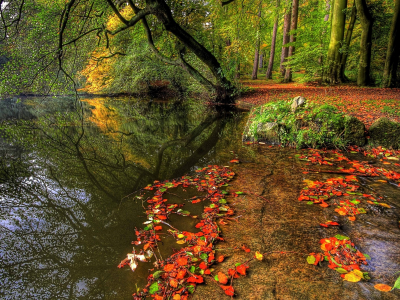 обои, вода, осень, деревья, лес, растения, природа