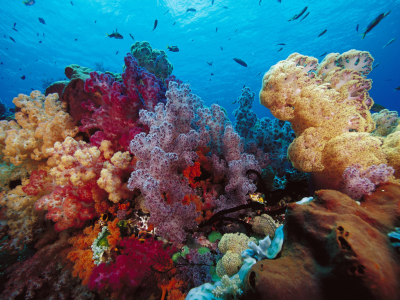 индонезия, рыбки, кораллы