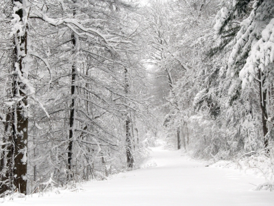 дорога, снег, деревья