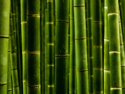 бамбук, стволы, фото, природа, макро, обои