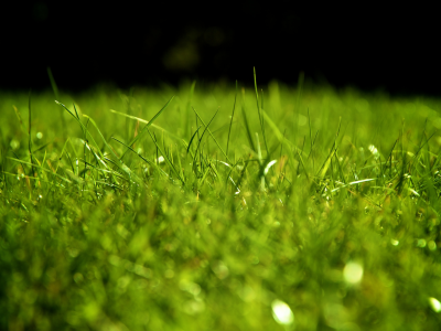 зелень, газон, трава
