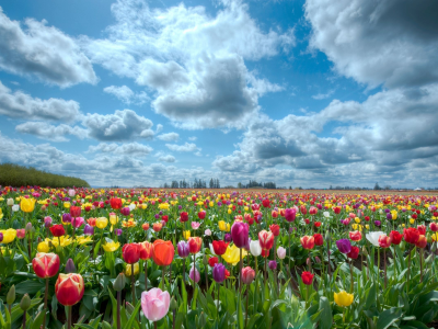 поле, тюльпаны, природа, небо