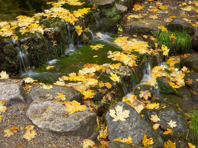 вода, природа, листья